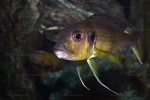 Greenwoodochromis abeelei