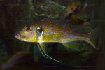 Greenwoodochromis abeelei