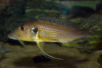 Greenwoodochromis abeelei