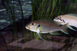 Greenwoodochromis abeelei
