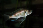 Greenwoodochromis bellcrossi