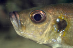 Greenwoodochromis bellcrossi