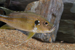 Greenwoodochromis bellcrossi