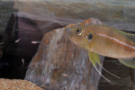 G. bellcrossi