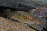 Greenwoodochromis bellcrossi