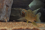 G. bellcrossi