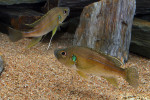 Greenwoodochromis bellcrossi
