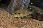 Greenwoodochromis bellcrossi