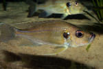Greenwoodochromis bellcrossi