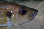 Greenwoodochromis bellcrossi