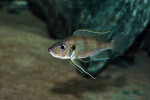 Greenwoodochromis bellcrossi