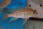 Greenwoodochromis christyi