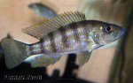 Greenwoodochromis christyi