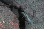 Greenwoodochromis christyi