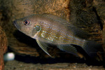 G. christyi