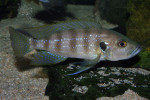 Greenwoodochromis christyi