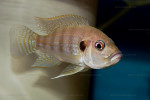 Greenwoodochromis christyi