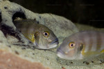 G. staneri