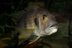 Greenwoodochromis staneri