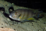 G. staneri