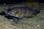 Greenwoodochromis staneri