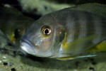G. staneri