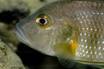 Greenwoodochromis staneri