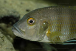 G. staneri