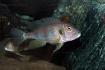 G. staneri