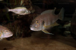 G. staneri