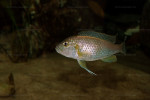 G. staneri