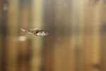 Haplotaxodon microlepis