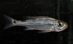 Haplotaxodon microlepis