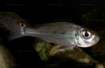 Haplotaxodon microlepis