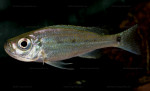 Haplotaxodon microlepis