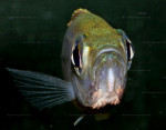 Haplotaxodon microlepis
