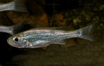 Haplotaxodon microlepis