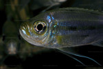 Haplotaxodon microlepis