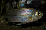 Haplotaxodon microlepis