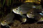 Haplotaxodon microlepis