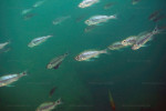 Haplotaxodon microlepis