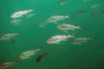 Haplotaxodon microlepis