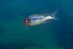 Haplotaxodon microlepis