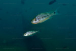 Haplotaxodon microlepis