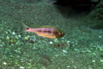 Haplotaxodon microlepis