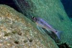Haplotaxodon microlepis