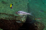 Haplotaxodon microlepis