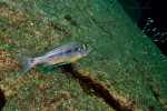 Haplotaxodon microlepis