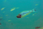 Haplotaxodon microlepis