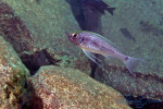 Haplotaxodon microlepis